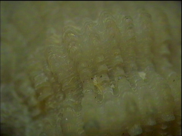 Coralliophila trigoi e C. panormitana